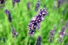 Lavendel_1.JPG